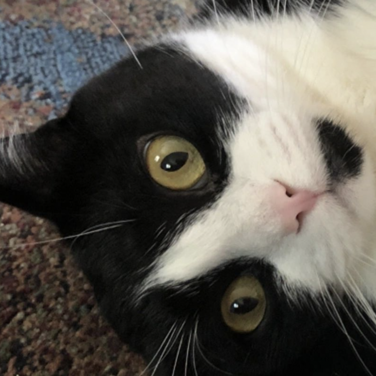 MOBILE SMALL ANIMAL CLINIC Wheat Ridge, CO